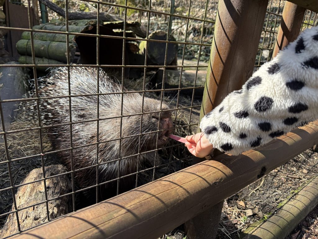 富士サフアリパーク餌やり