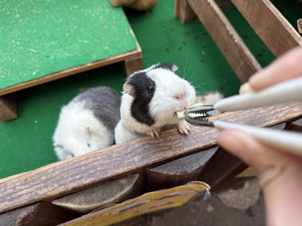 富士サファリパーク餌やり